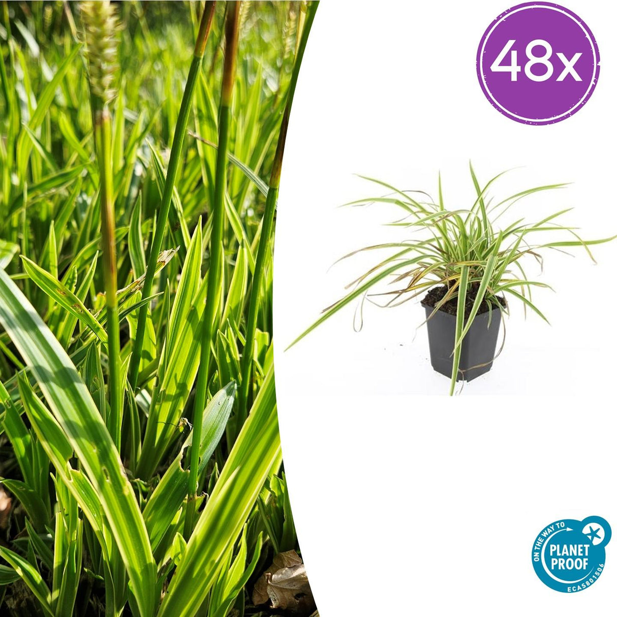 48x Carex morrowii 'Aureovariegata' - ↕10-25cm - Ø9cm