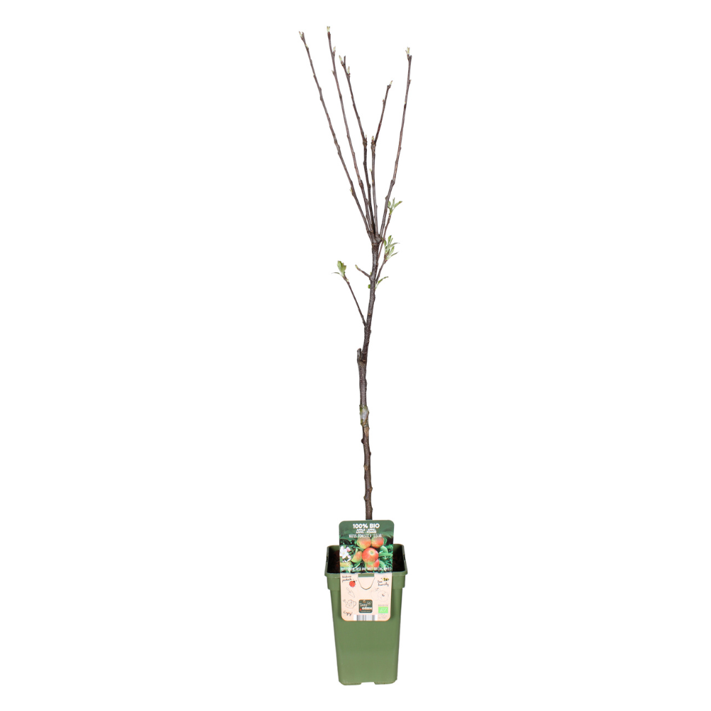 Malus Domestica Elstar - Appel - ↕60cm - Ø19cm