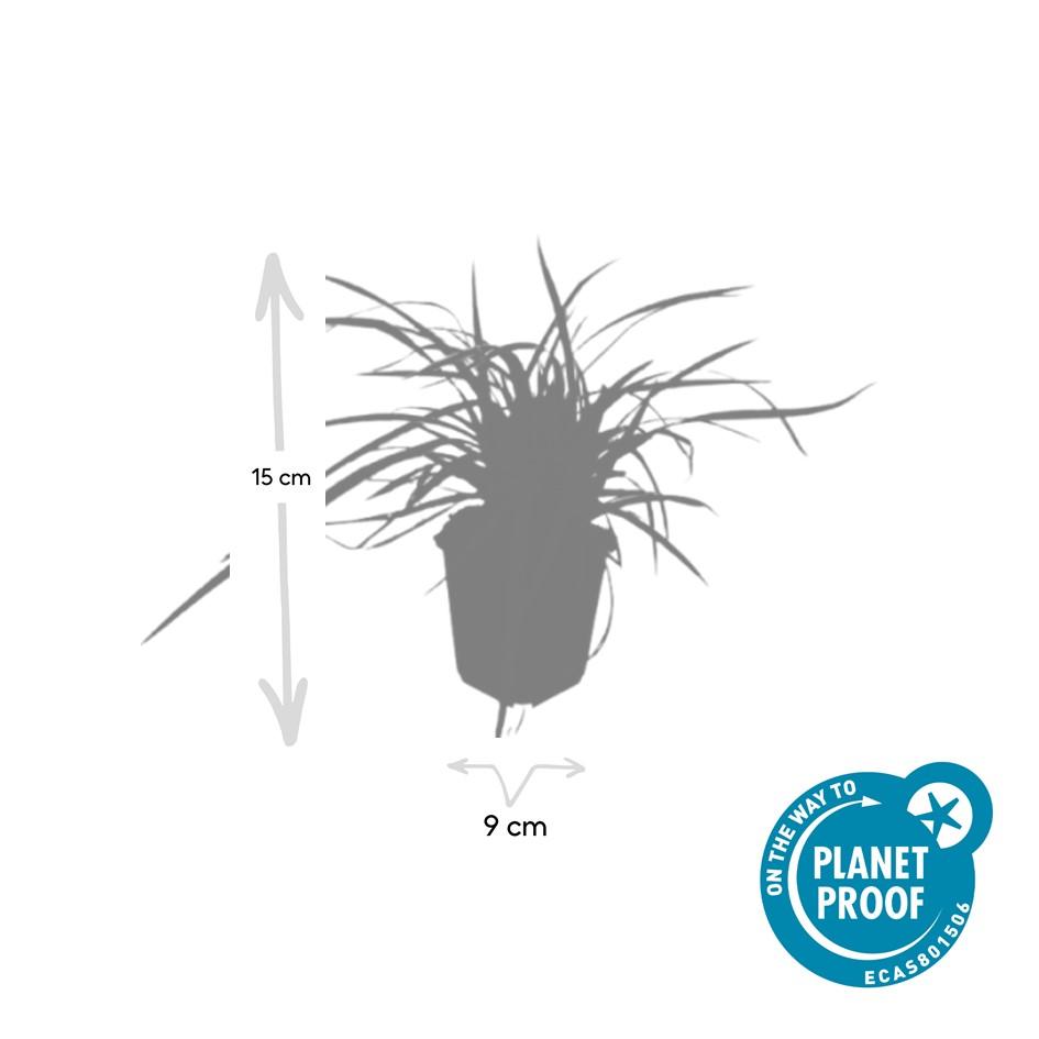 48x Carex morrowii 'Aureovariegata' - ↕10-25cm - Ø9cm