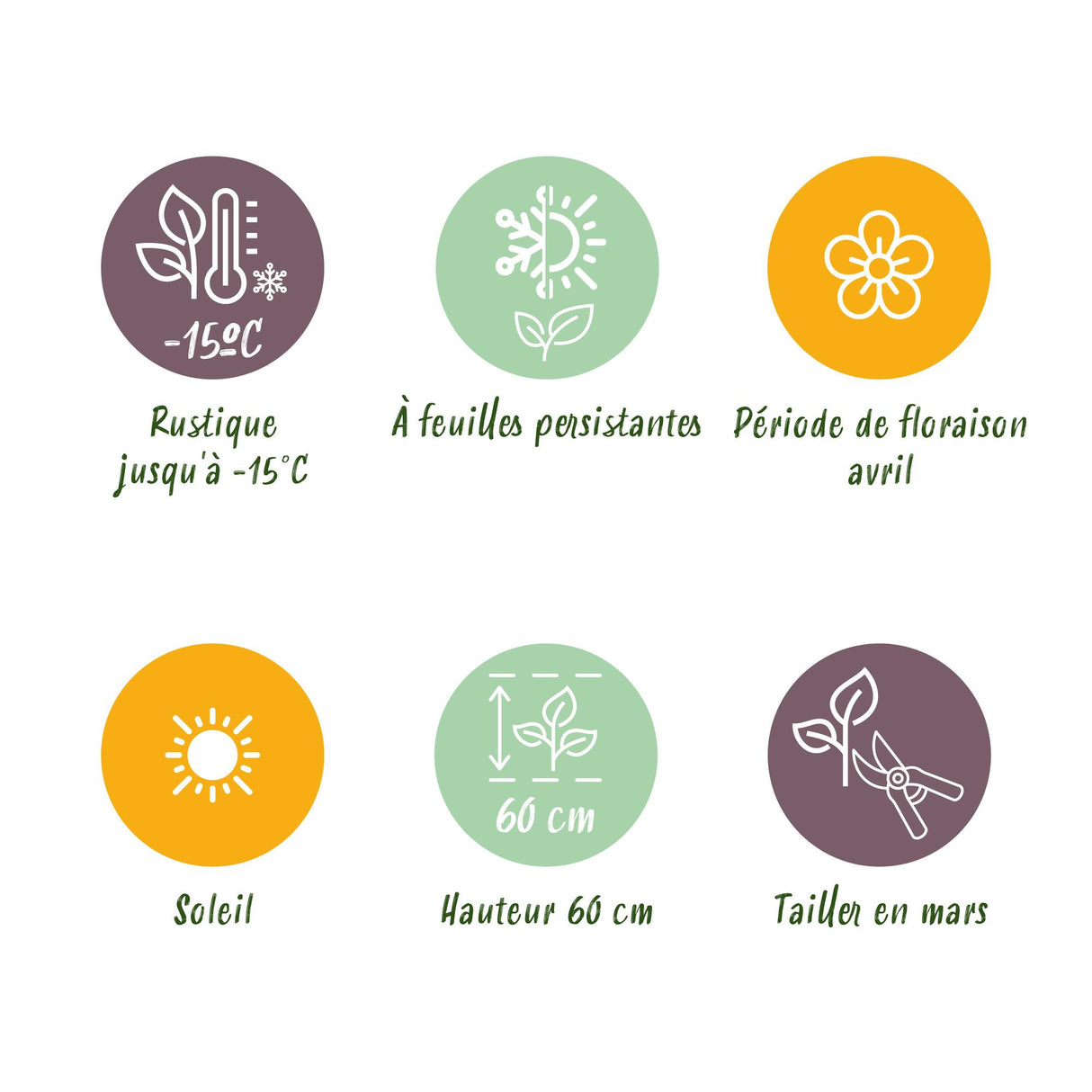 Siergrassen - Festuca glauca Intense Blue - Blauw - 4 Planten - Bladhoudend - Weinig Onderhoud - Pot 17cm Hoogte 50cm