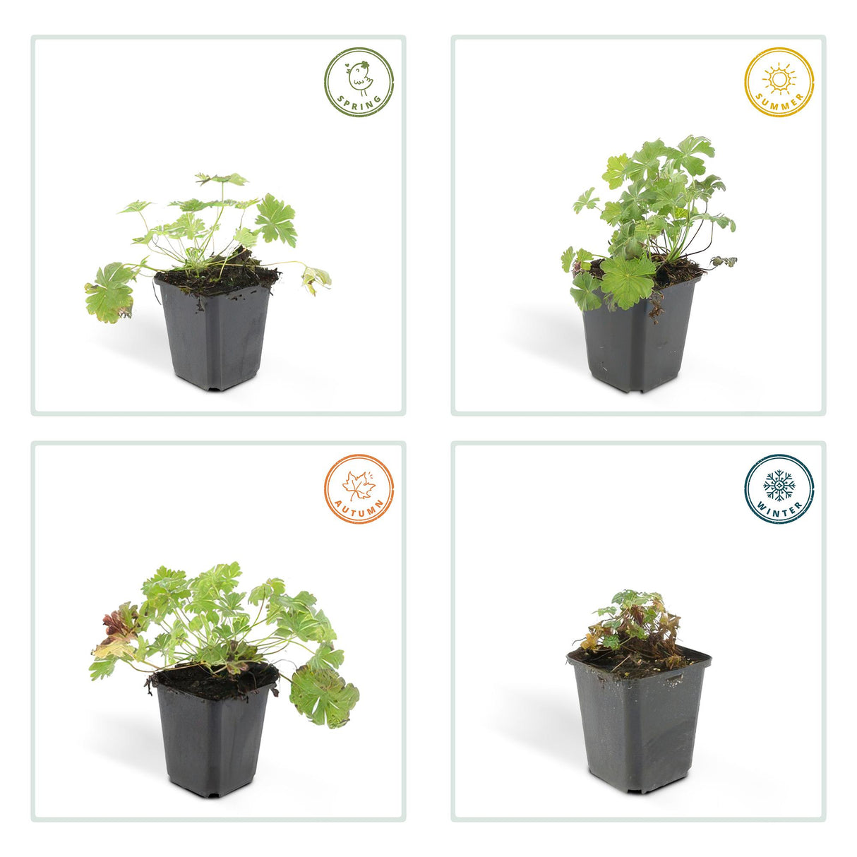 24x Geranium cant. 'Biokovo' - ↕10-25cm - Ø9cm