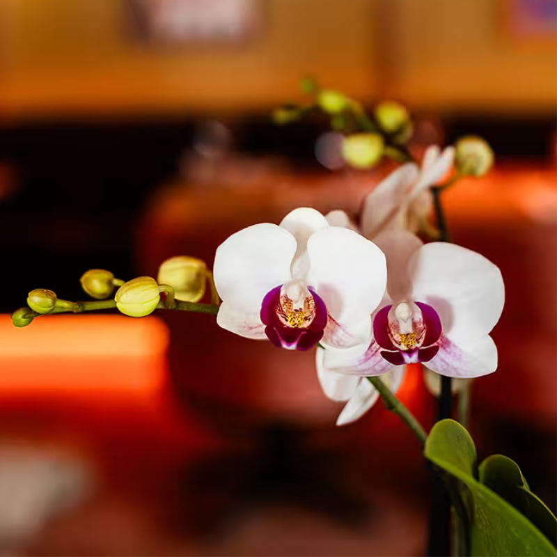 Giftset Large White | Gibraltar orchidee Ø9cm + groene planten – incl. sierpotten, standaard & rieten dienblad – vers van de kweker