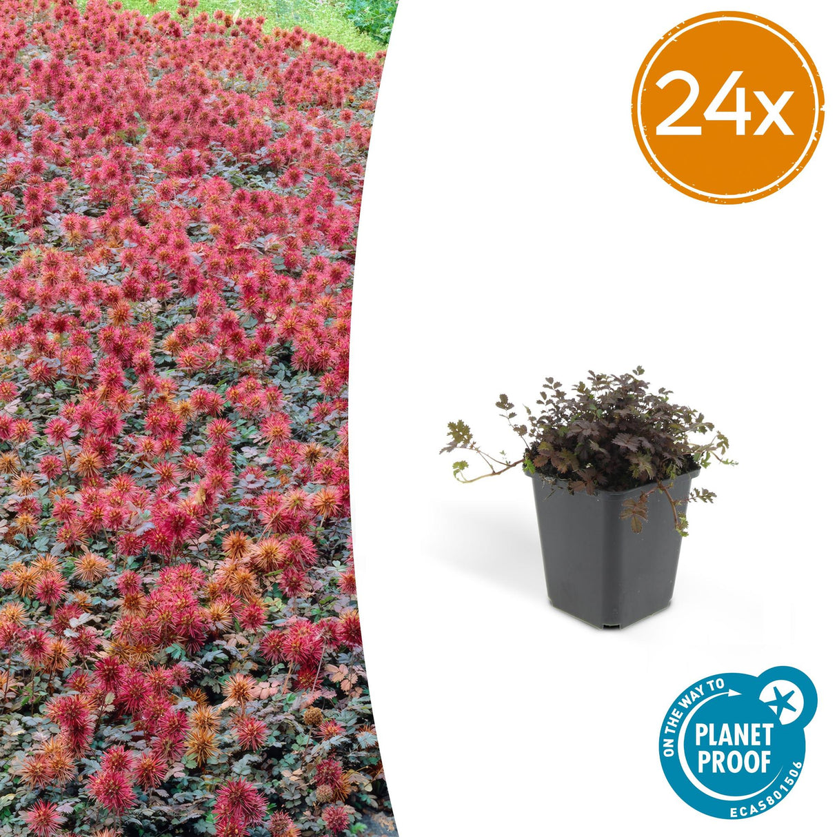 24 x Acaena microphylla 'Kupferteppich' - ↕10-25cm - Ø9cm