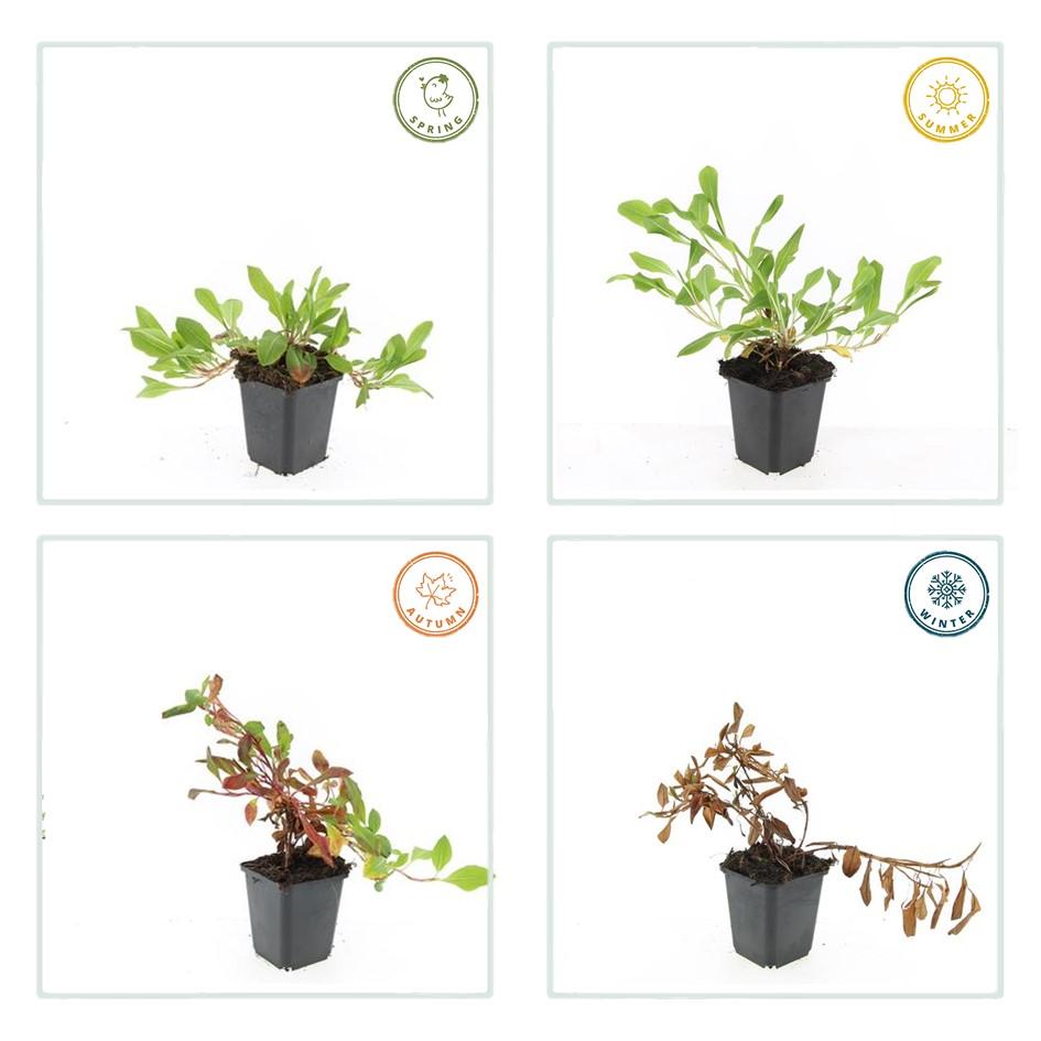 24x Persicaria aff. 'Darjeeling Red' - ↕10-25cm - Ø9cm