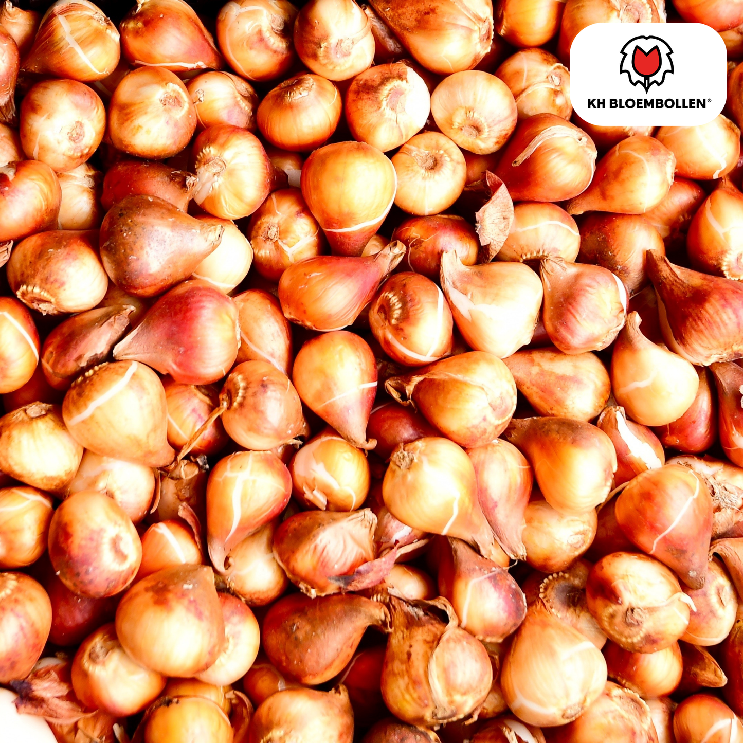 Tulpenbollen Dow Jones – 20 Stuks | KH Bloembollen® | Rood-Geel Gestreepte Tulp – Opvallend & Kleurrijk – Cadeau voor Tuin of Pot – Maat 11/12 – Vers van de Teler!