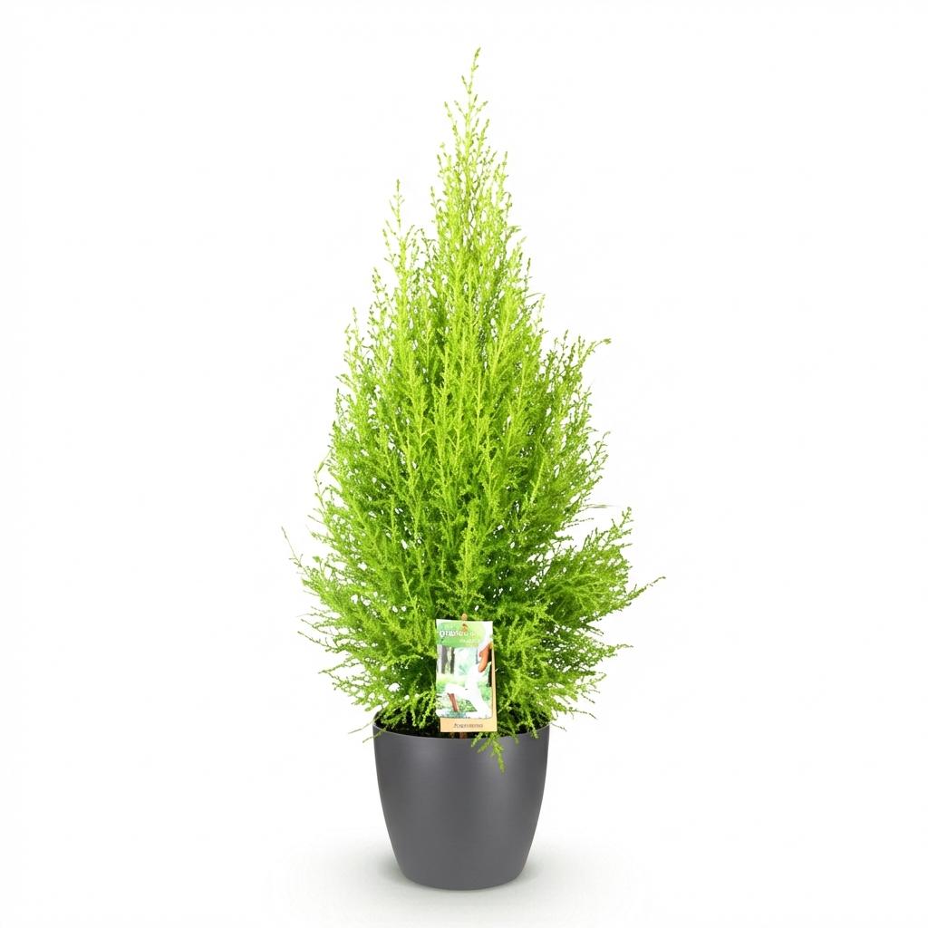 Cupressus Gold Crest Wilma - Kamer conifeer - Weinig onderhoud - Groen - met Potter Grijs - Pot 21cm - Hoogte 85-95cm