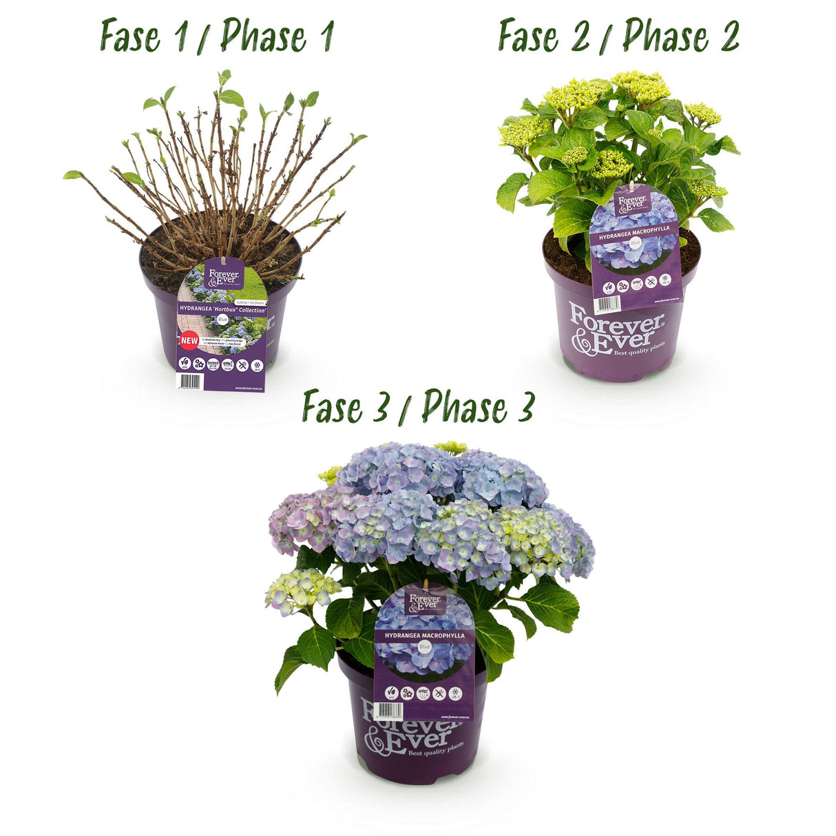Green boutiQ - Terrasplant - Hortensia - Hydrangea Forever & Ever - Blauw - 7-12 Bloemen - 2 Planten - Pot 23cm Hoogte 55cm