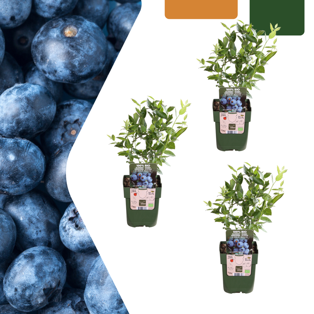 3 x Bosbessenplanten BIO - ↕20 cm - Ø 13 cm