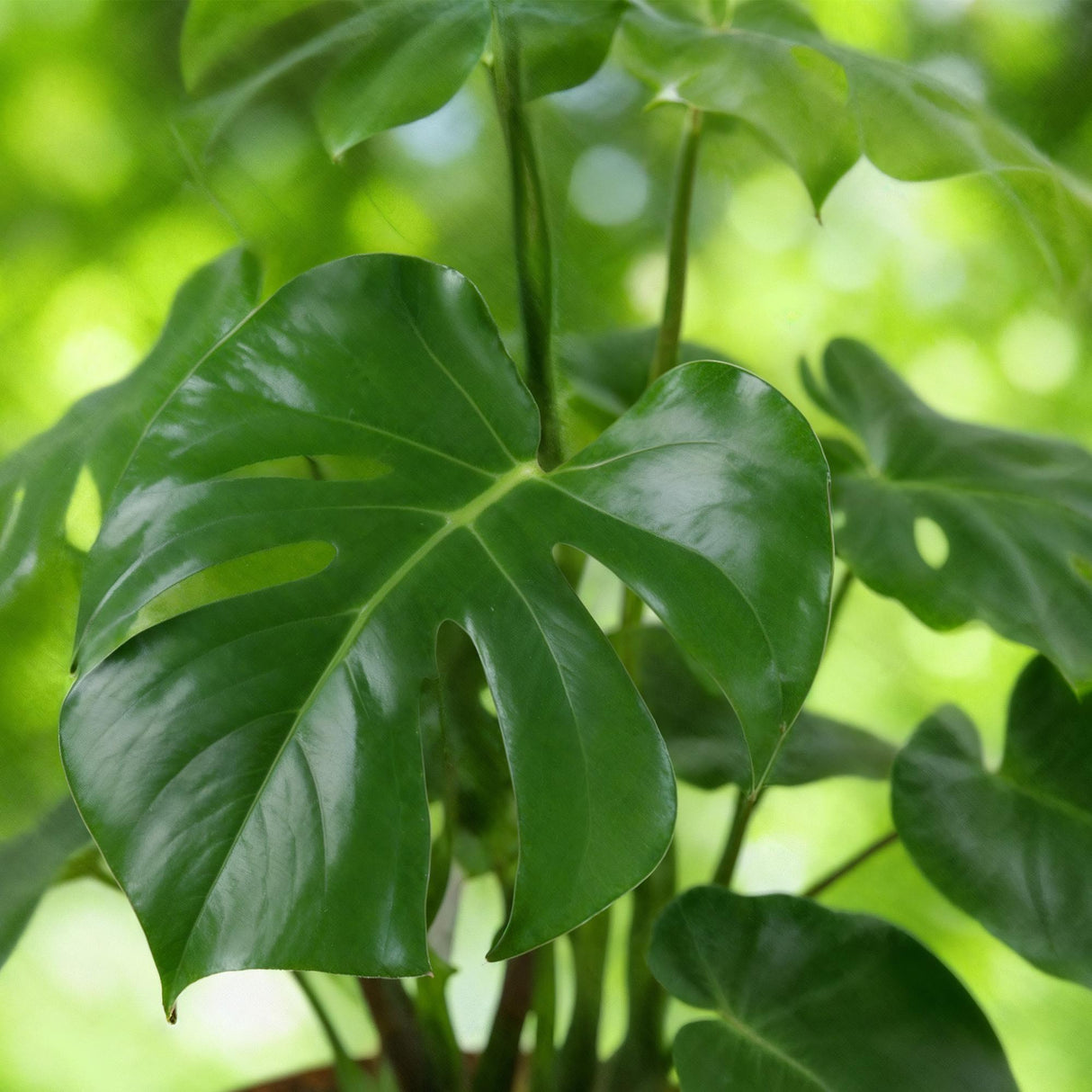 Monstera Deliciosa - Gatenplant - Weinig onderhoud - Groen - 1 Plant - met Potter Grijs - Pot 21cm - Hoogte 70-80cm