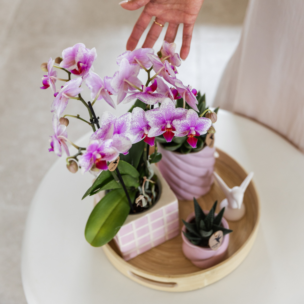 Kolibri Orchids | roze Phalaenopsis orchidee potmaat Ø9cm | Rotterdam | bloeiende kamerplant - vers van de kweker