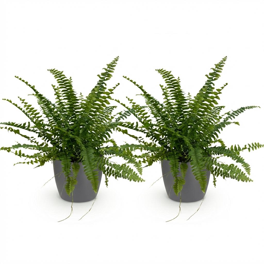 Nephrolepsis exaltata Green Lady - Varen - Huisdiervriendelijke Plant - Groen - 2 Planten - met Potter Grijs - Pot 12cm - Hoogte 25cm
