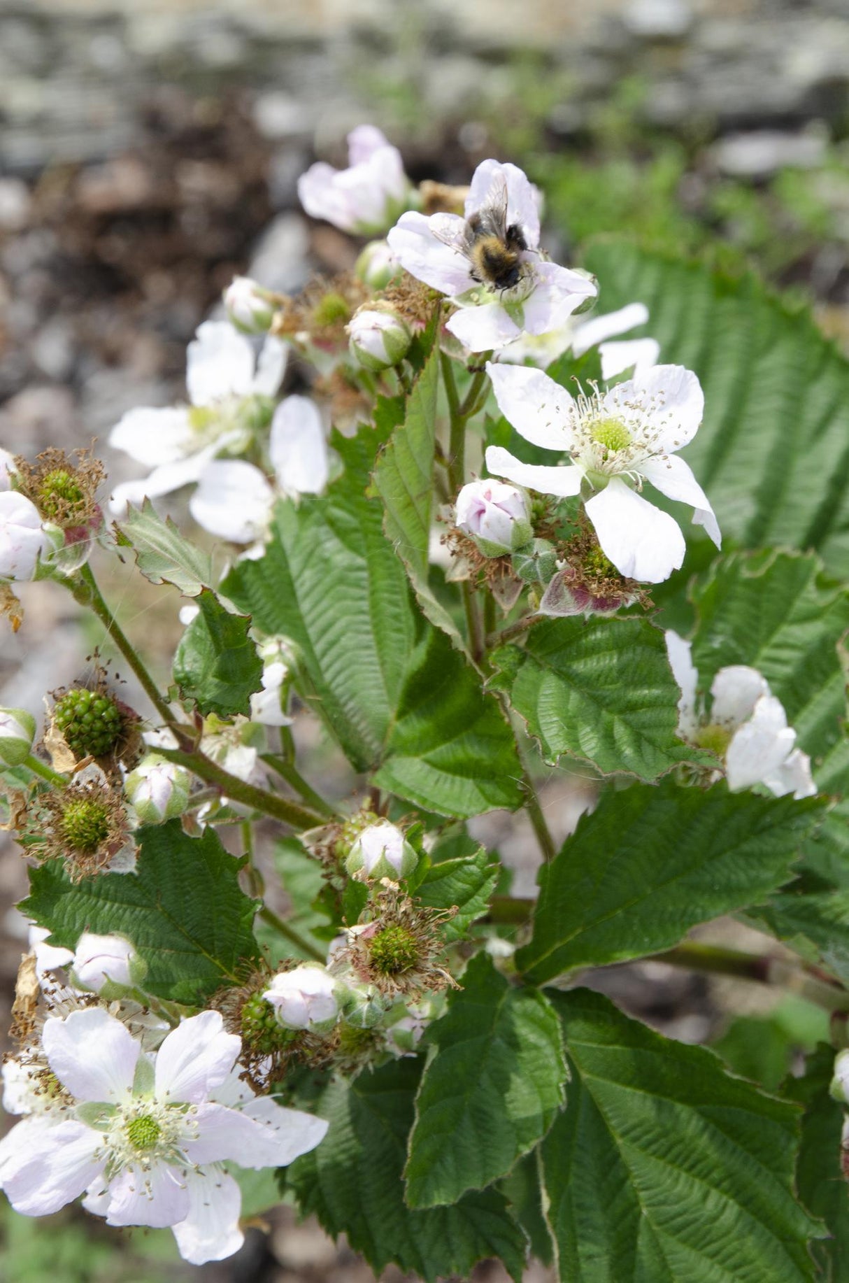 Rubus fruticosus 'Black Satin' - Doornloze Braam - ↕45cm - Ø13cm