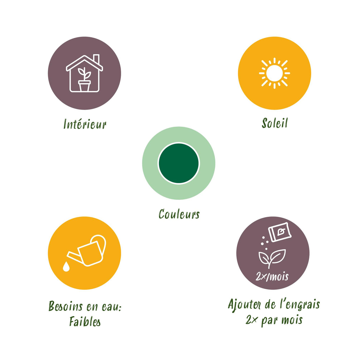 Green boutiQ - Kamerplant - Euphorbia eritrea - Afrikaanse melkboom - Weinig onderhoud - Groen - 2 - Pot 19cm - Hoogte 70cm