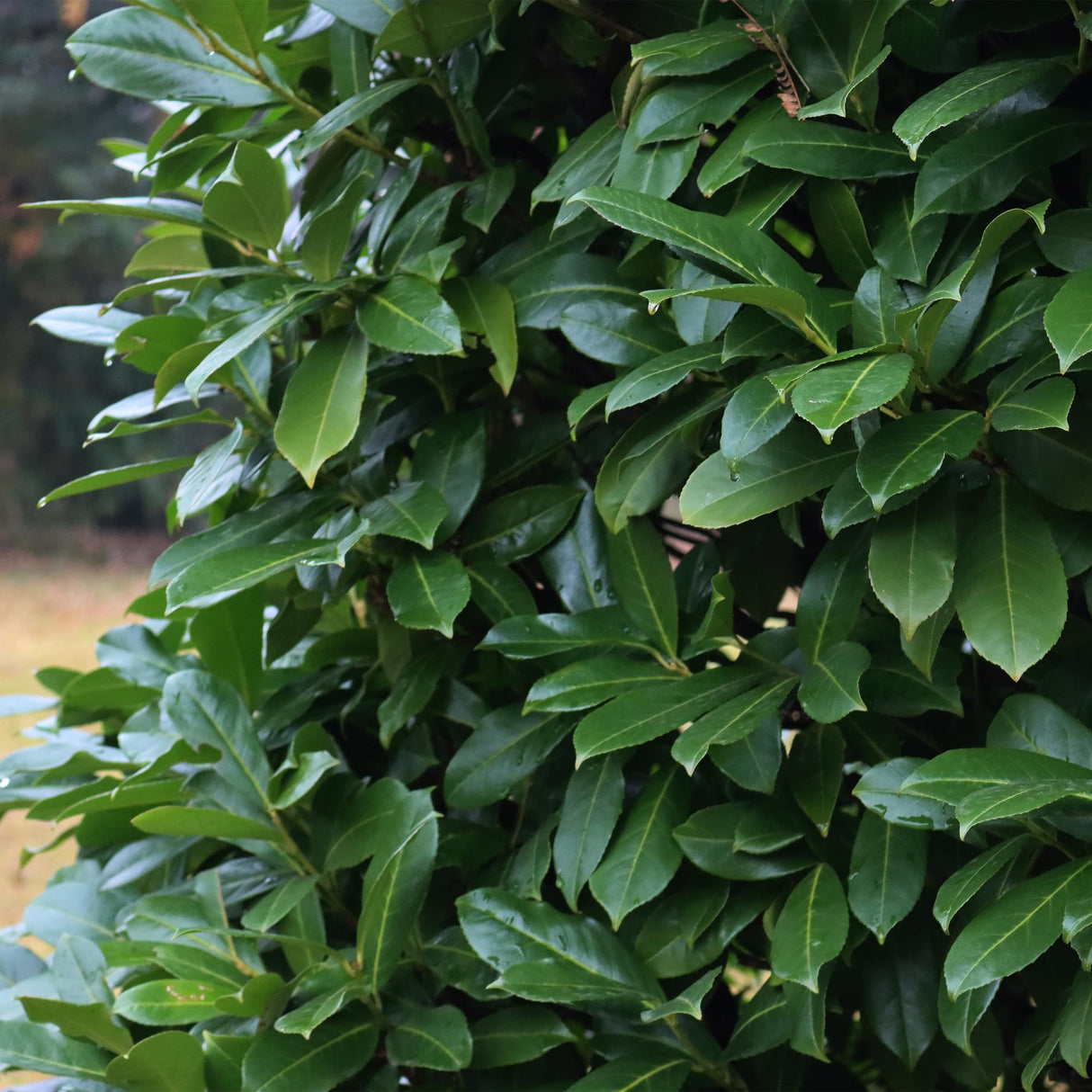 Green boutiQ - Haagplanten - Prunus laurocerasus Novita - blad groen - 6 planten - 1 strekkende meter - groenblijvend - pot 17cm hoogte 50cm