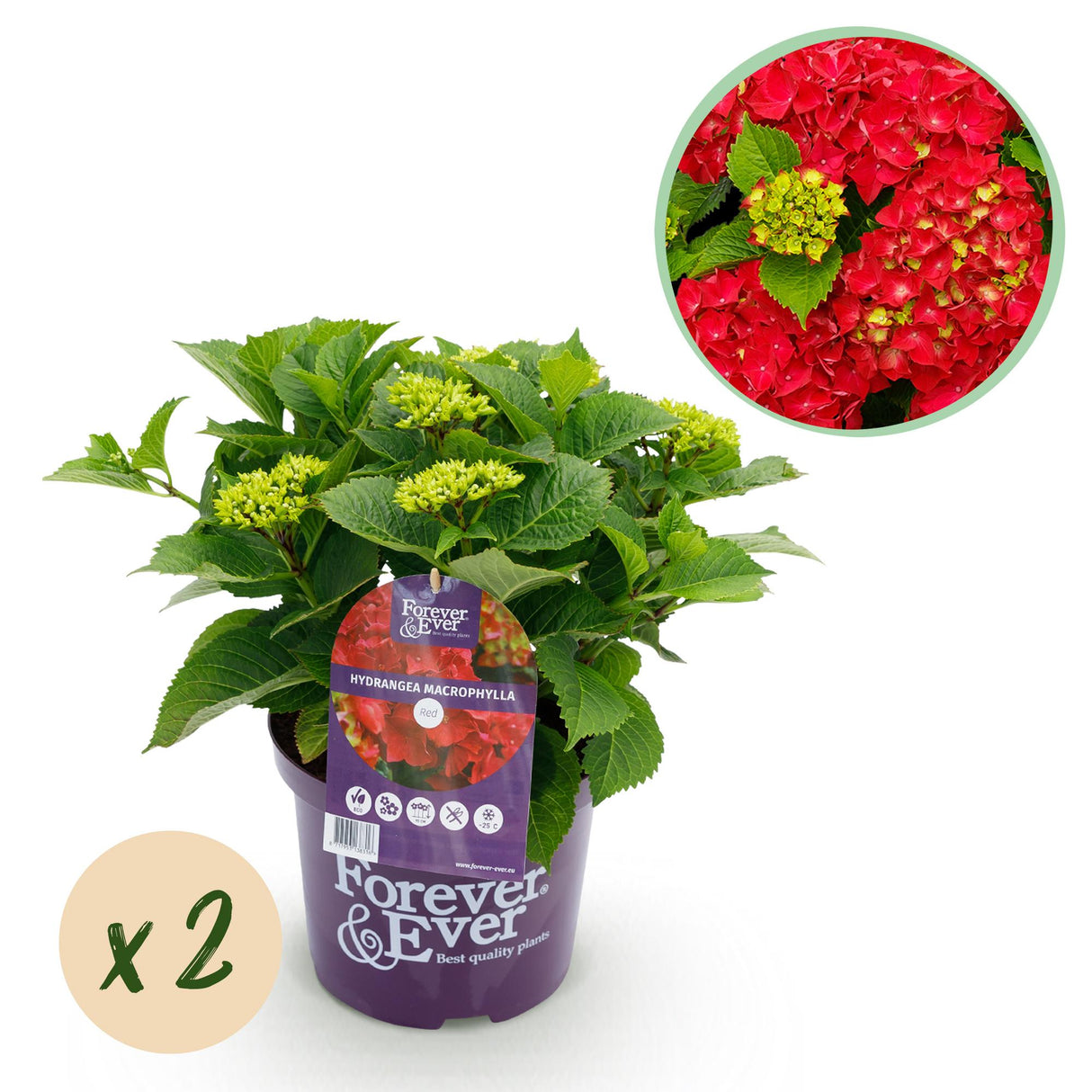Green boutiQ - Terrasplant - Hortensia - Hydrangea Forever & Ever - Rood - 7-12 Bloemen - 2 Planten - Pot 23cm Hoogte 55cm