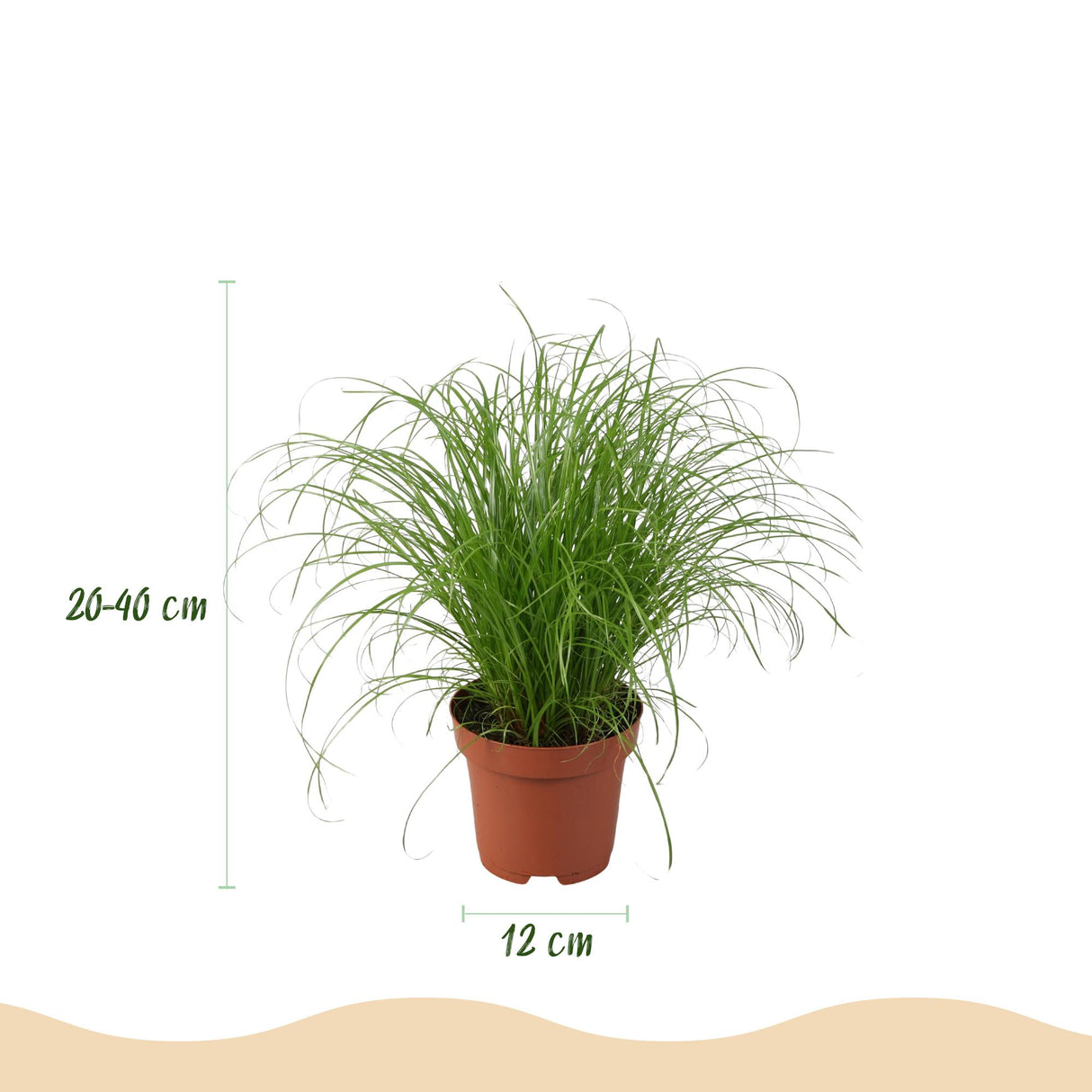 Chlorophytum - Cyperus - Phlebodium - Marantha - Mix van 4 - Huisdiervriendelijke Planten - Groen - 4 Planten - met Mand - Pot 12cm - Hoogte 25cm