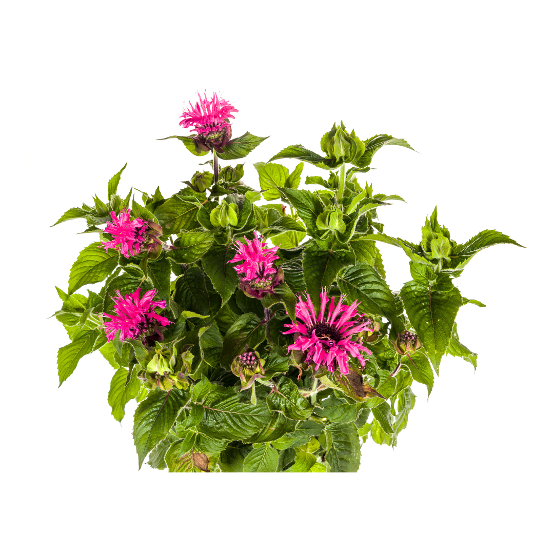 Monarda Didyma Pink Ø19cm - ↕45cm - 60cmØ