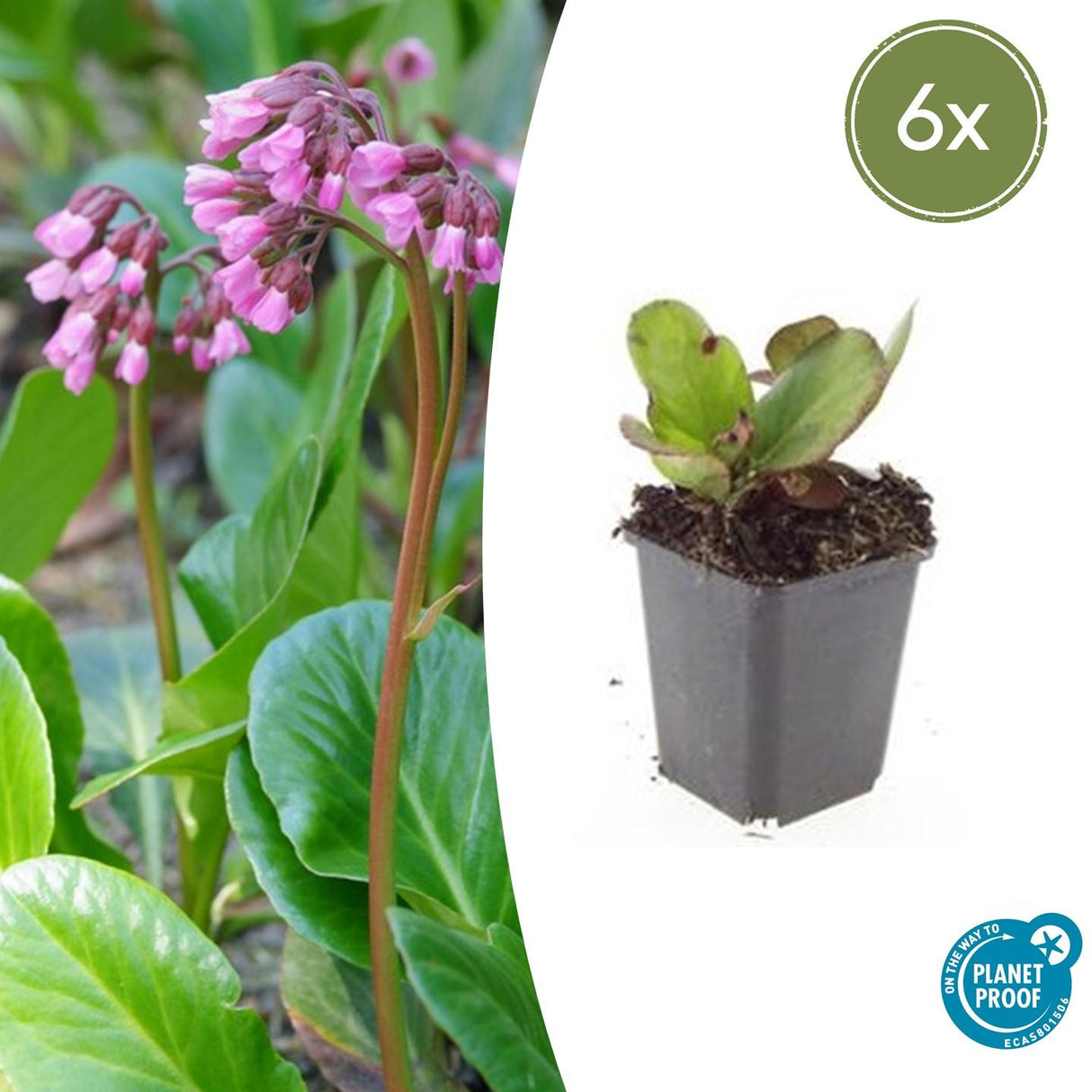 6x Bergenia cordifolia 'Herbstblüte' - ↕10-25cm - Ø9cm