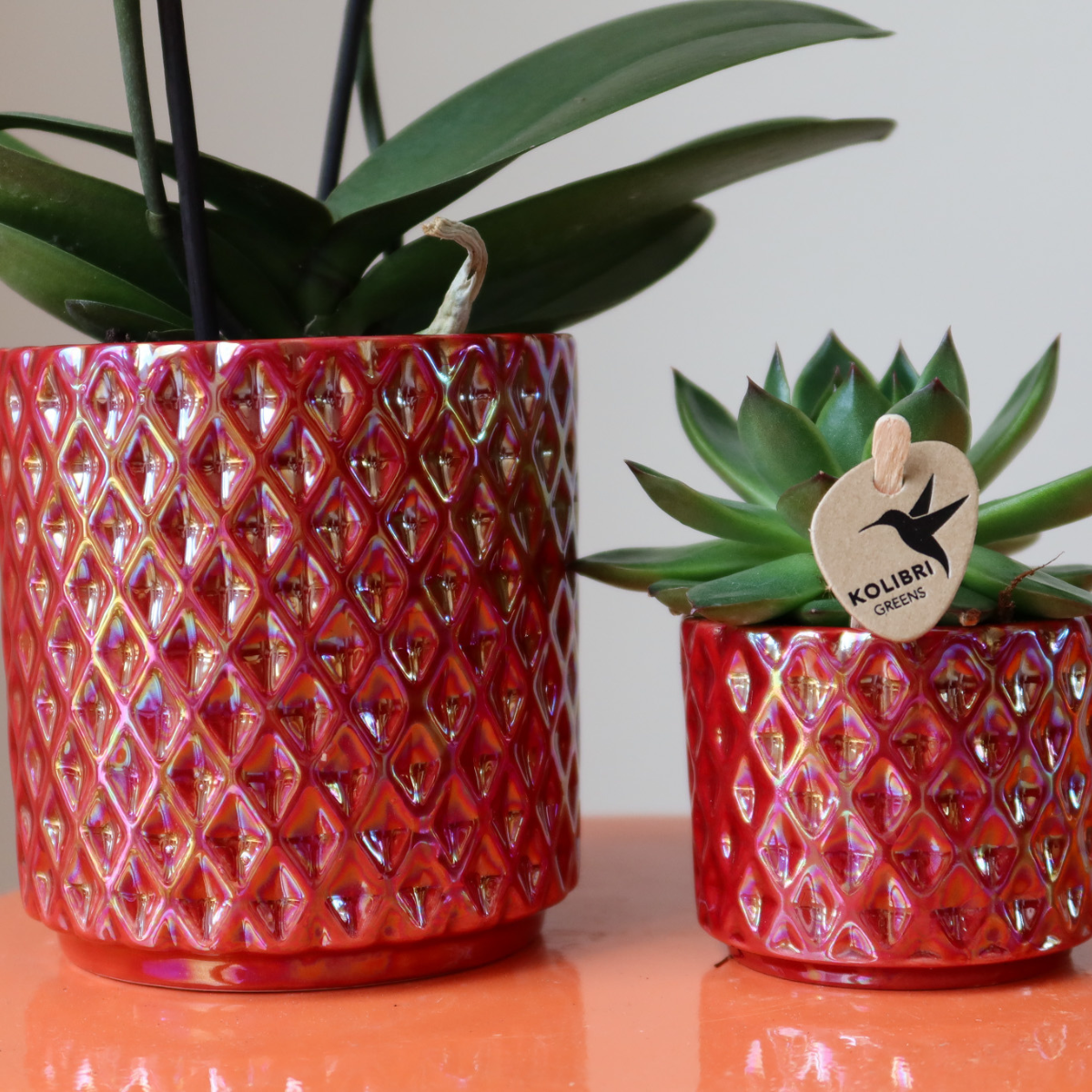 Kolibri Orchids | rode phalaenopsis orchidee Congo + Diamond Pearl Pot rood - potmaat Ø9cm | bloeiende kamerplant - vers van de kweker