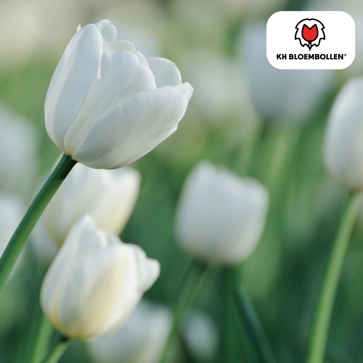 Tulpenbollen Catherina – 20 Stuks | KH Bloembollen® | Zuiver Witte Tulp – Tijdloos & Elegant – Voor Tuin of Pot – Maat 11/12 – Vers van de Teler