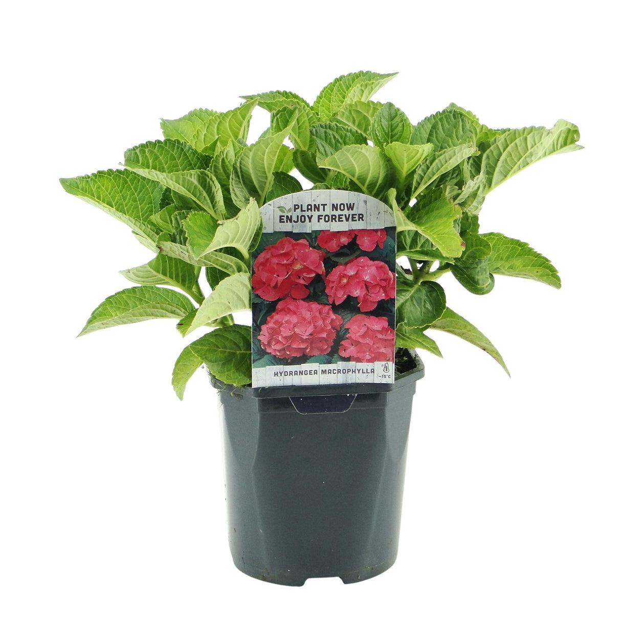 Hortensia / Hydrangea macrophylla Red - Bloem Rood - 1 Plant - Bladverliezend - Weinig Onderhoud - Pot 17cm Hoogte 30cm