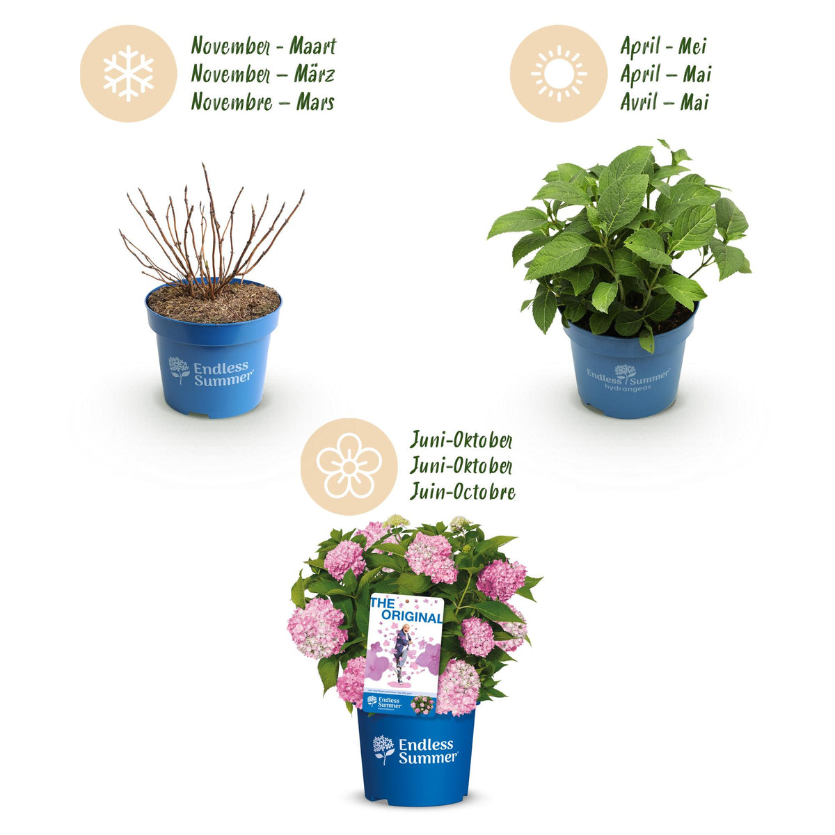 Green boutiQ - Tuinplant - Hydrangea Endles Summer The Original Pink - Hortensia - Winterhard - Roze - 8 Planten - Pot 14cm -Hoogte 20-25cm