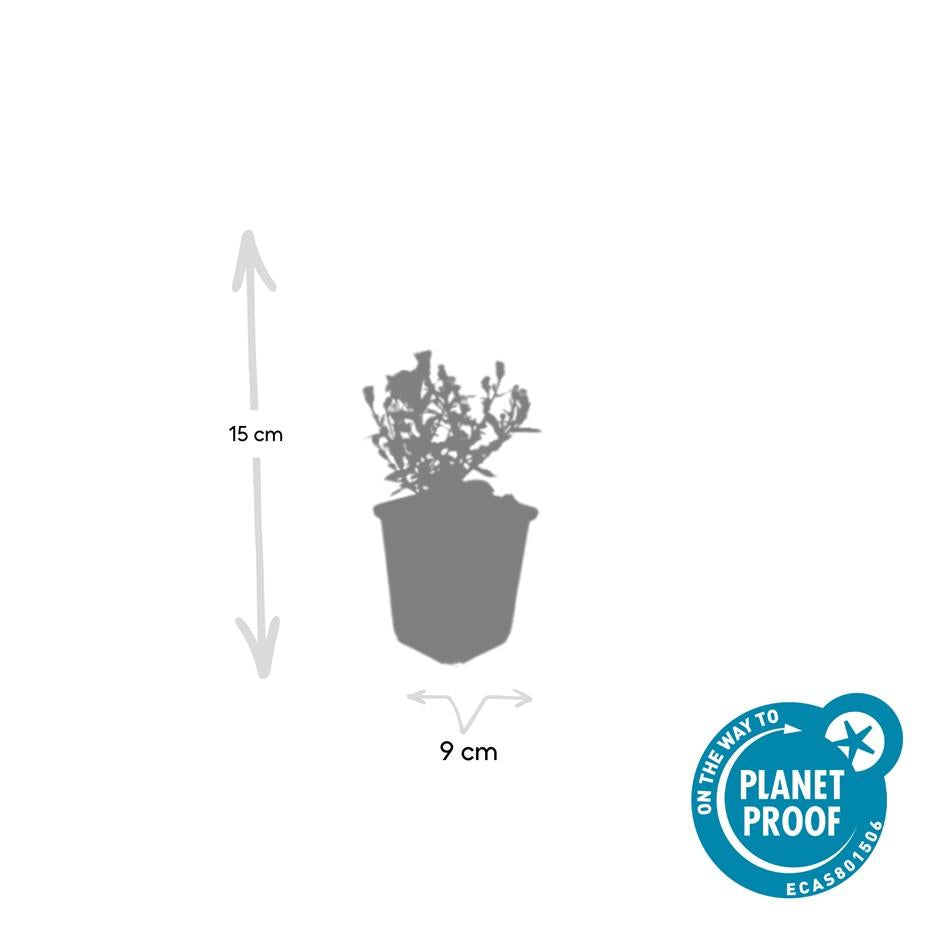 24x Aster (D) 'Prof. Anton Kippenberg' - ↕10-25cm - Ø9cm