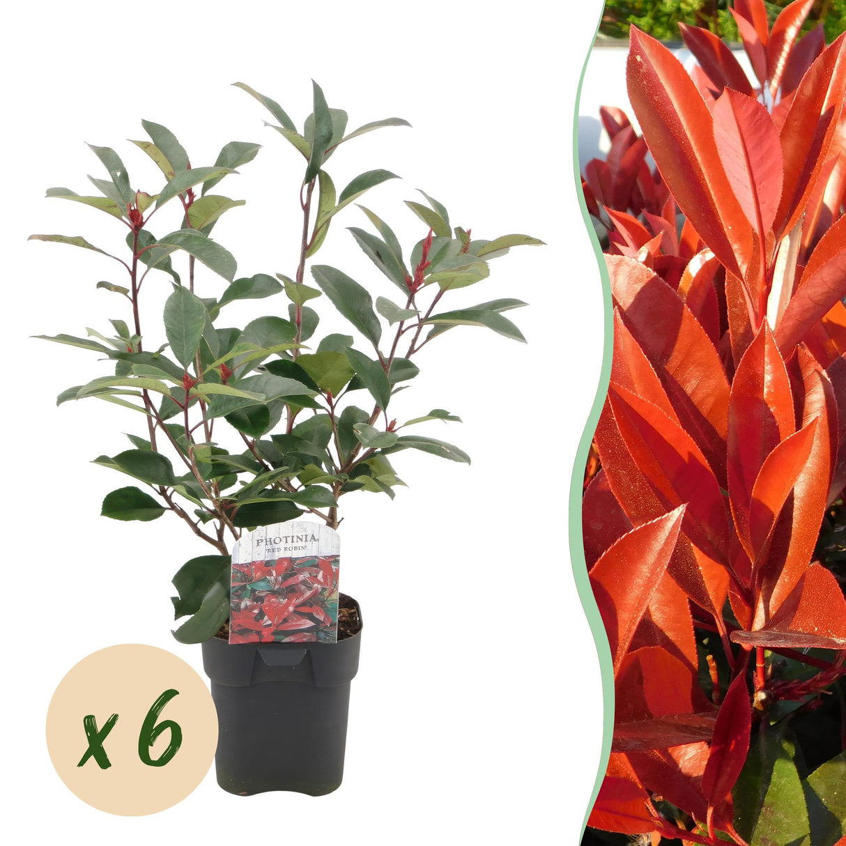 Green boutiQ - Haagplanten - Photinia fraseri Red Robin - groen rood - 6 planten - 1 strekkende meter - groenblijvend - pot 17cm hoogte 50cm