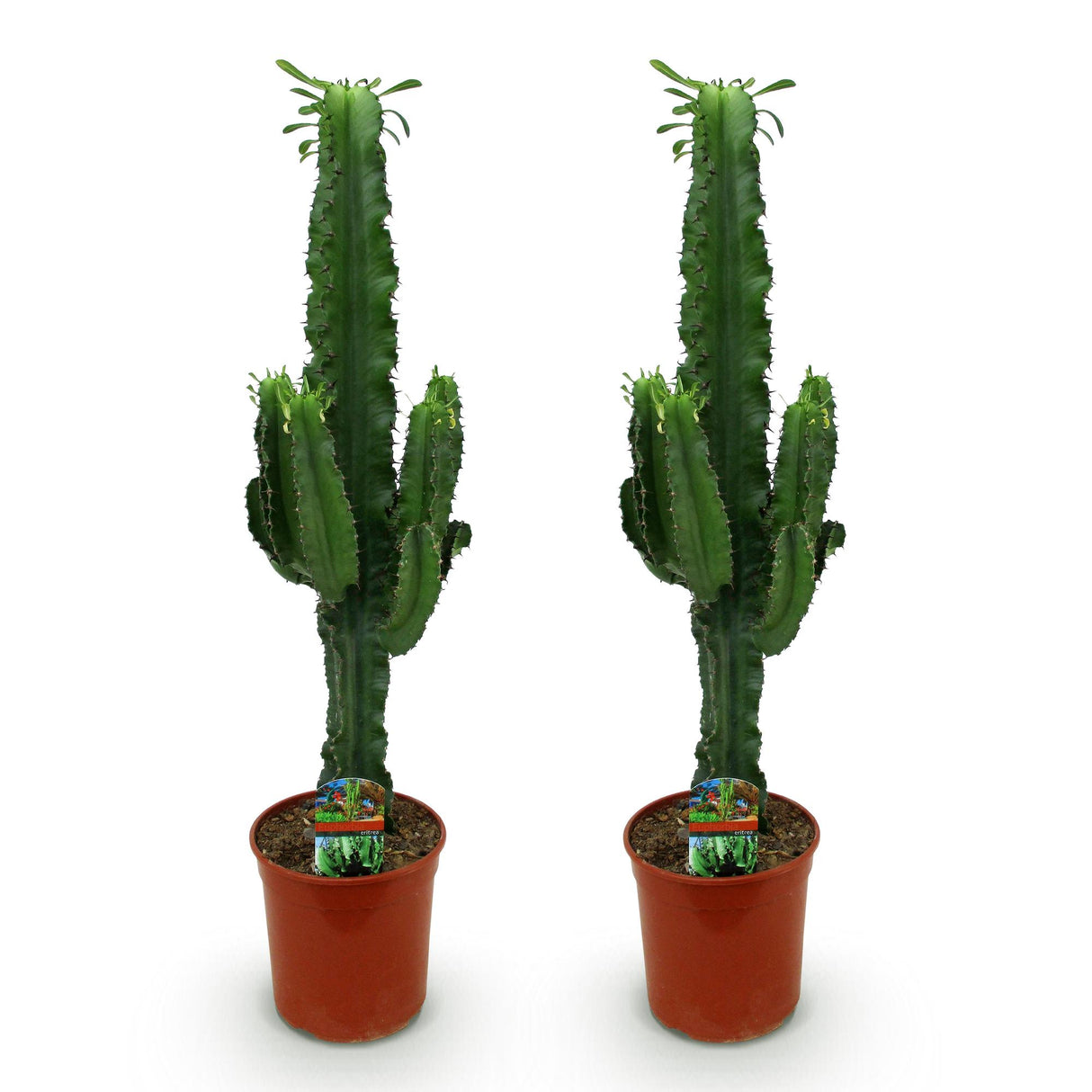 Green boutiQ - Kamerplant - Euphorbia eritrea - Afrikaanse melkboom - Weinig onderhoud - Groen - 2 - Pot 19cm - Hoogte 70cm