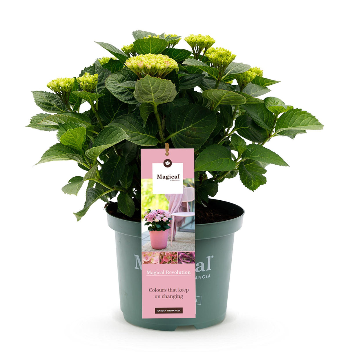 Hortensia - Hydrangea Magical Revolution Pink - Pink - 6-10 Bloemen - Pot 23cm Hoogte 55cm