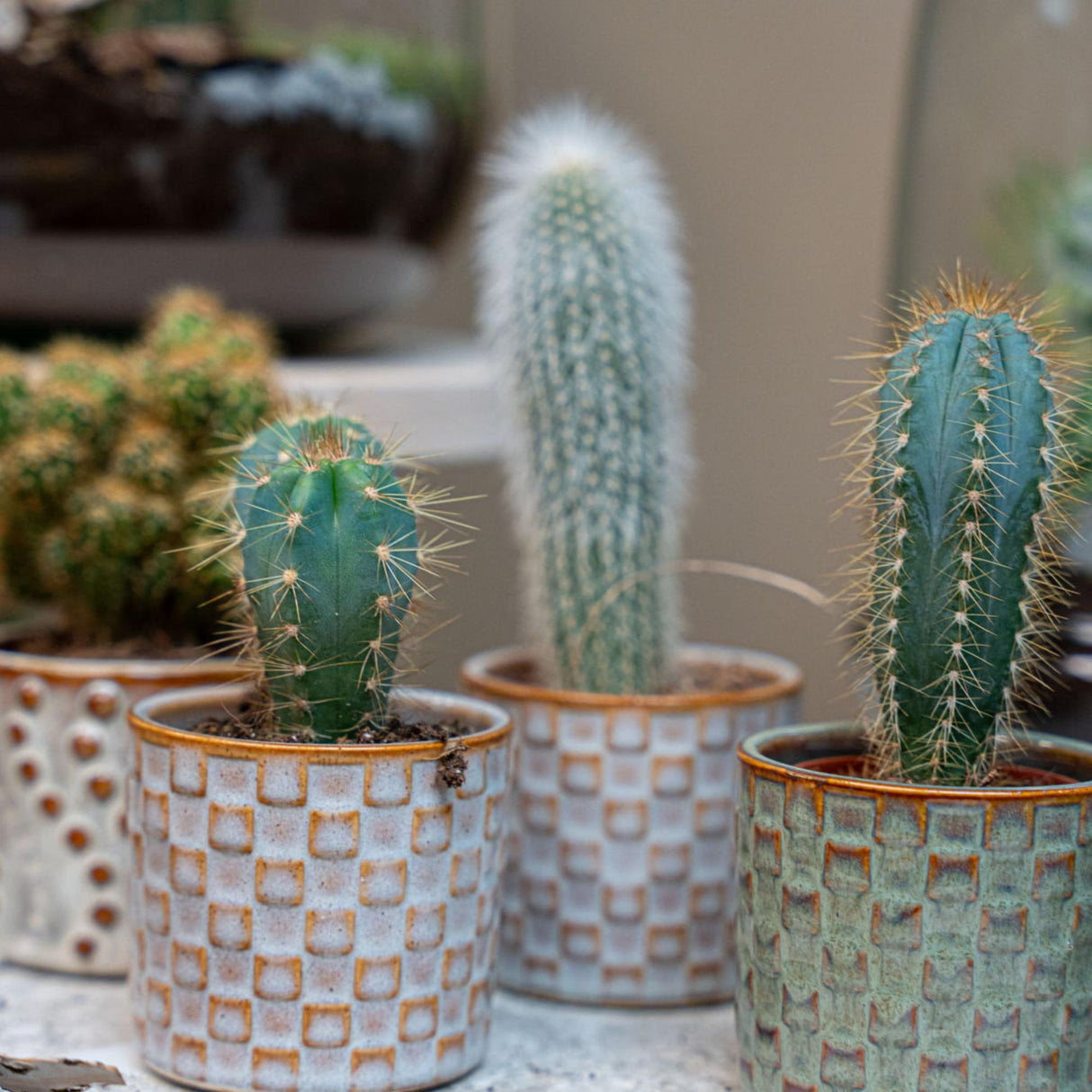 Cactus Set van 6 in Keramische Mini Potjes Madrid - ↑ 8–12 cm