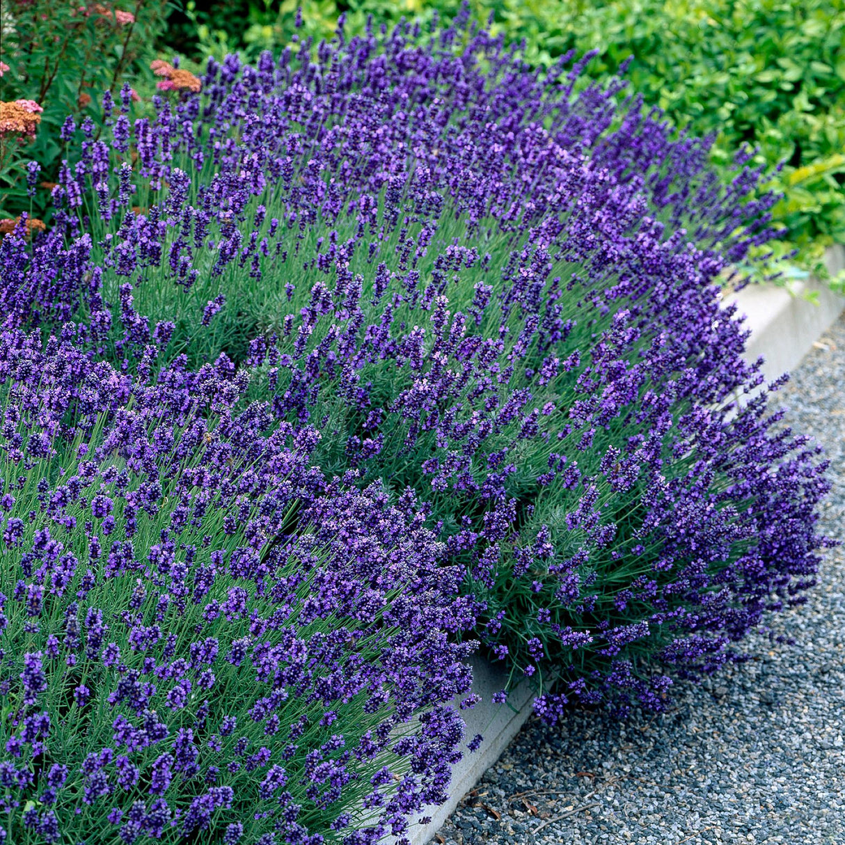 Green boutiQ - Haagplanten - Lavandula angustifolia Hidcote - blad grijs - 6 planten - 1 strekkende meter - groenblijvend - pot 17cm hoogte 30cm