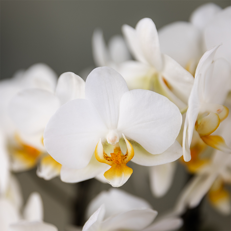 Kolibri Orchids | Planten cadeau veel succes | Lausanne orchidee met pot, kaart & cadeautas