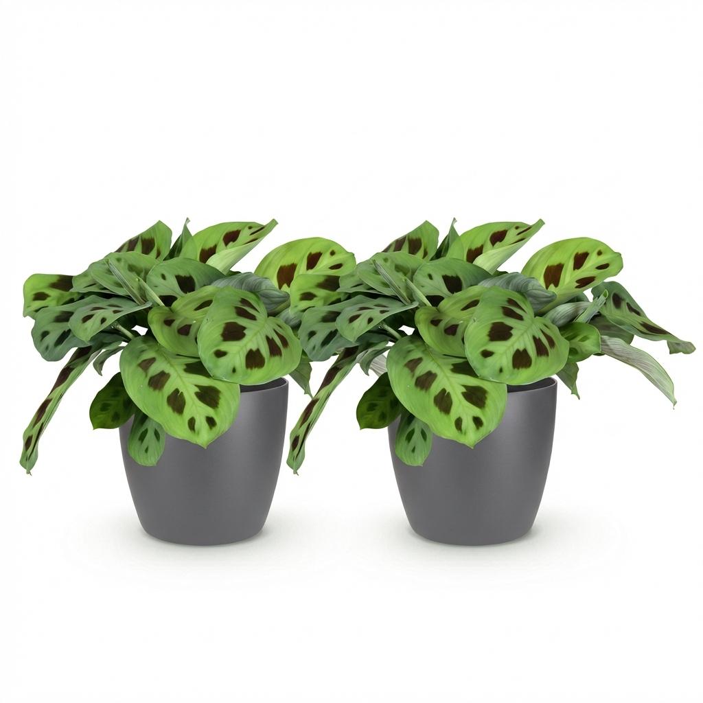 Maranta Fascinator Kerchoveana - Zebraplant - Huisdiervriendelijke Plant - Groen - 2 Planten - met Potter Grijs - Pot 12cm - Hoogte 25cm