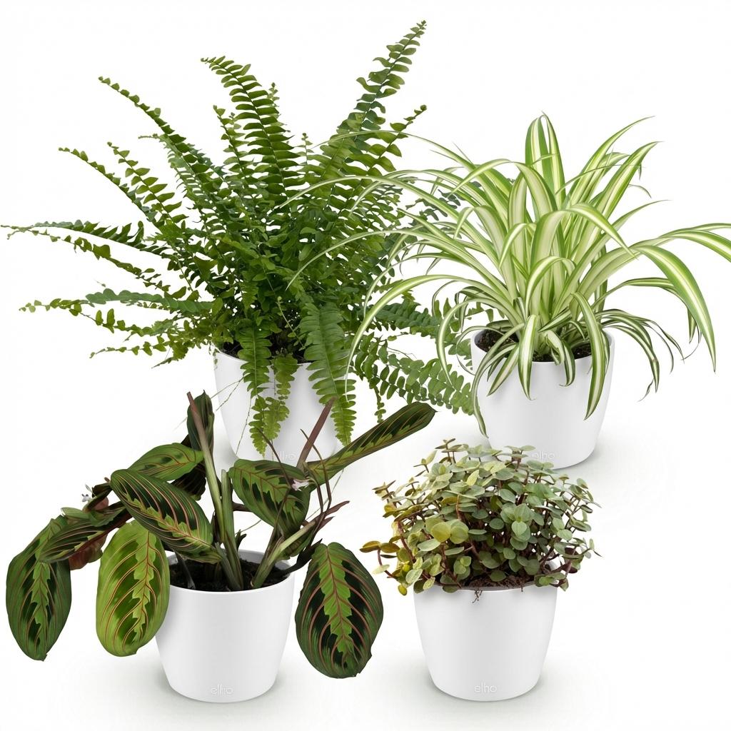 Chlorophytum - Maranta - Calissia - Nephrolepsis - Mix van 4 - Huisdiervriendelijke Planten - Groen - 4 Planten - met Potter Wit - Pot 12cm - Hoogte 25cm