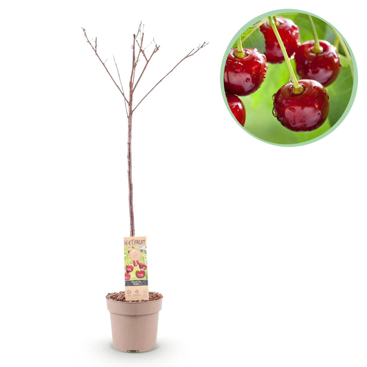 Kersenboom - Prunus avium Regina - Rode kers - Pot 21cm Hoogte 90cm