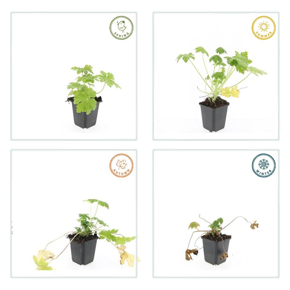 40x Geranium macr. 'Spessart' - ↕10-25cm - Ø9cm