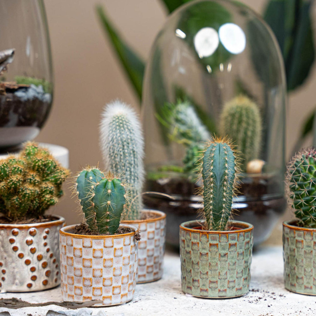 Cactus Set van 6 in Keramische Mini Potjes Madrid - ↑ 8–12 cm