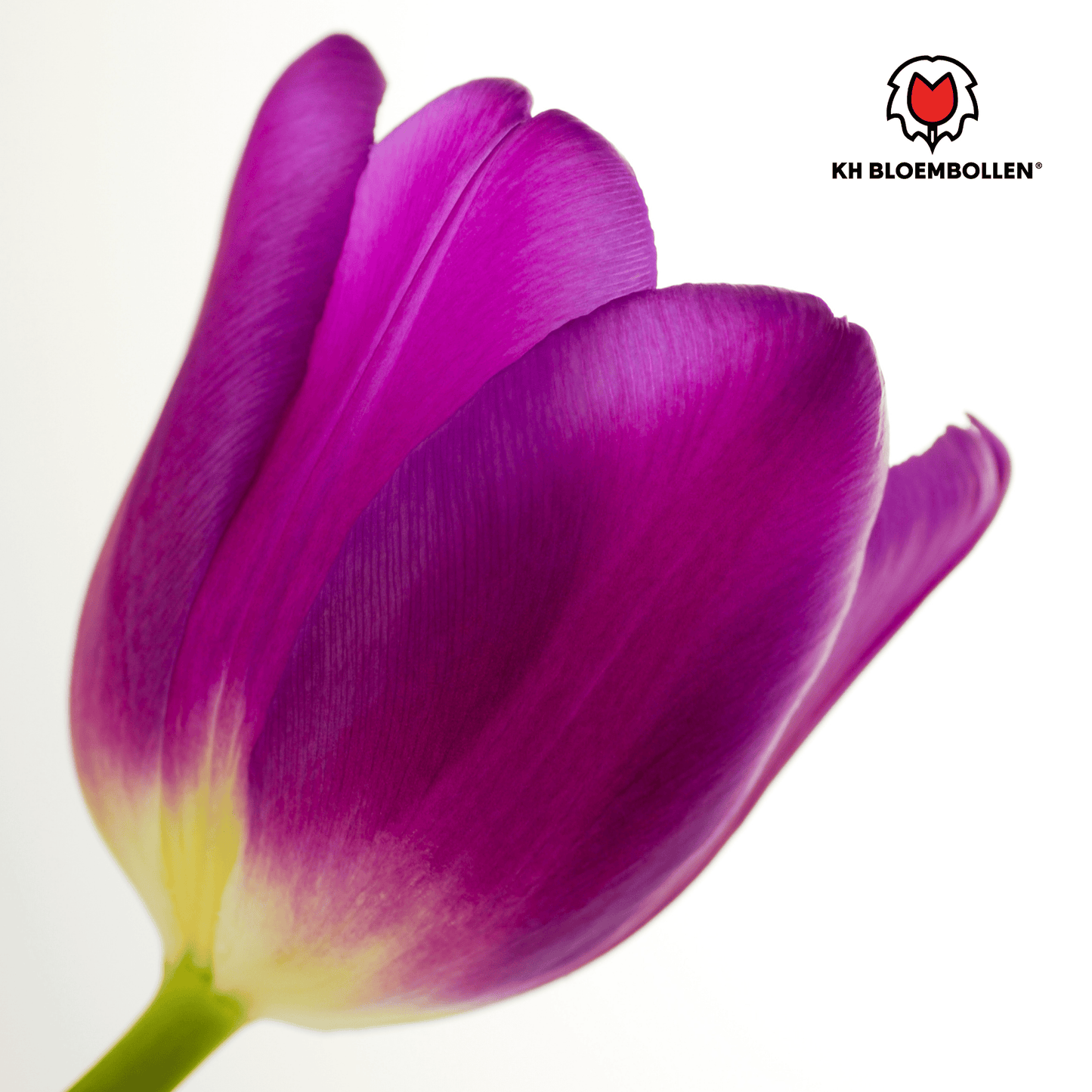 Tulpenbollen Purple Prince – 20 Stuks | KH Bloembollen® | Paars-Violet Tulp – Krachtig & Koninklijk – Voor Tuin of Pot – Maat 11/12 – Vers van de Teler