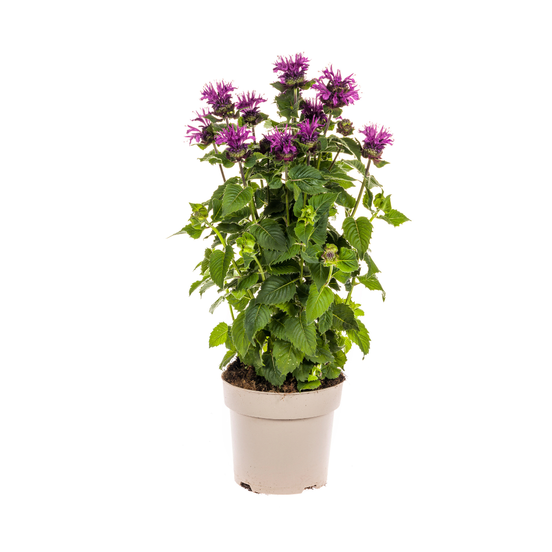 Monarda Didyma Lila Ø19cm - ↕45 - 60cm