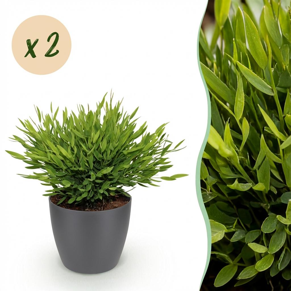 Bamusa Pogonatherum Monica - Bamboegras - Huisdiervriendelijke Plant - Groen - 2 Planten - met Potter Grijs - Pot 12cm - Hoogte 20cm
