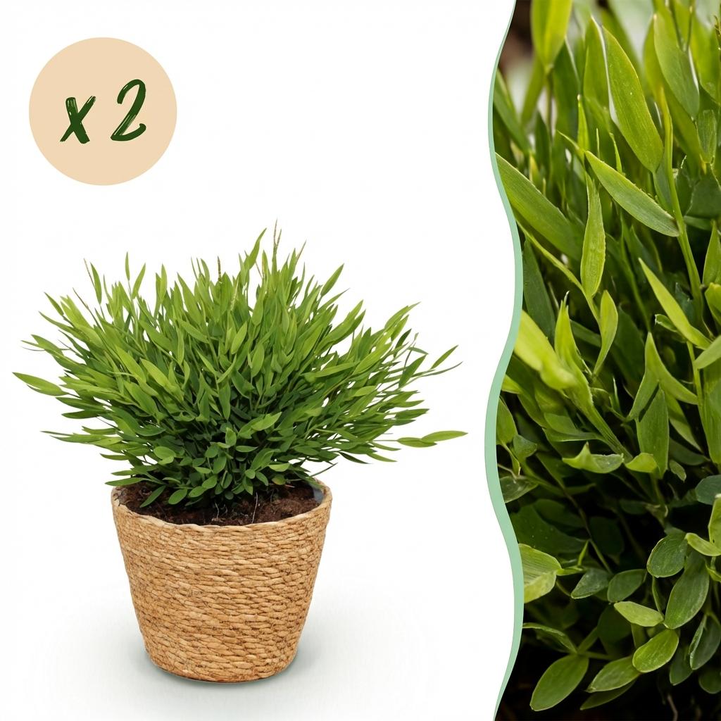 Bamusa Pogonatherum Monica - Bamboegras - Huisdiervriendelijke Plant - Groen - 2 Planten - met Mand - Pot 12cm - Hoogte 20cm