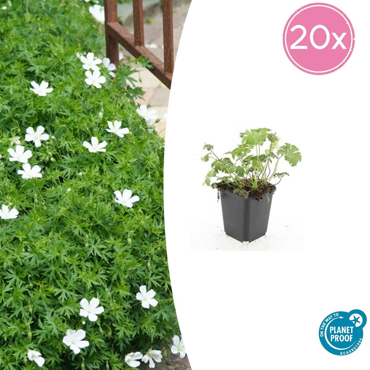 20x Geranium sang. 'Album' - ↕10-25cm - Ø9cm