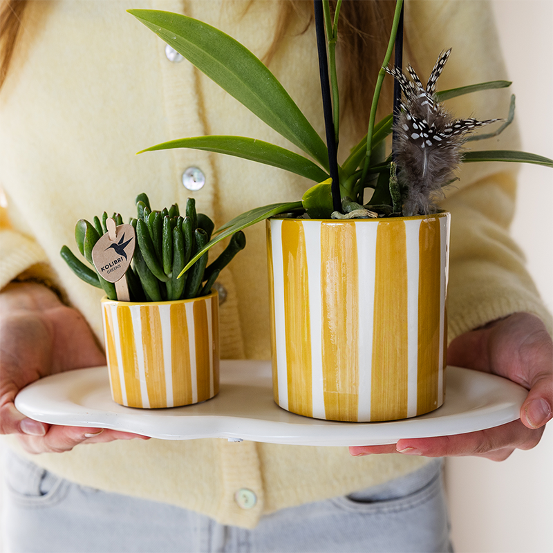 Kolibri Orchids | gele Phalaenopsis orchidee - Albenga + Painted Stripe pot yellow - potmaat Ø9cm | bloeiende kamerplant - vers van de kweker