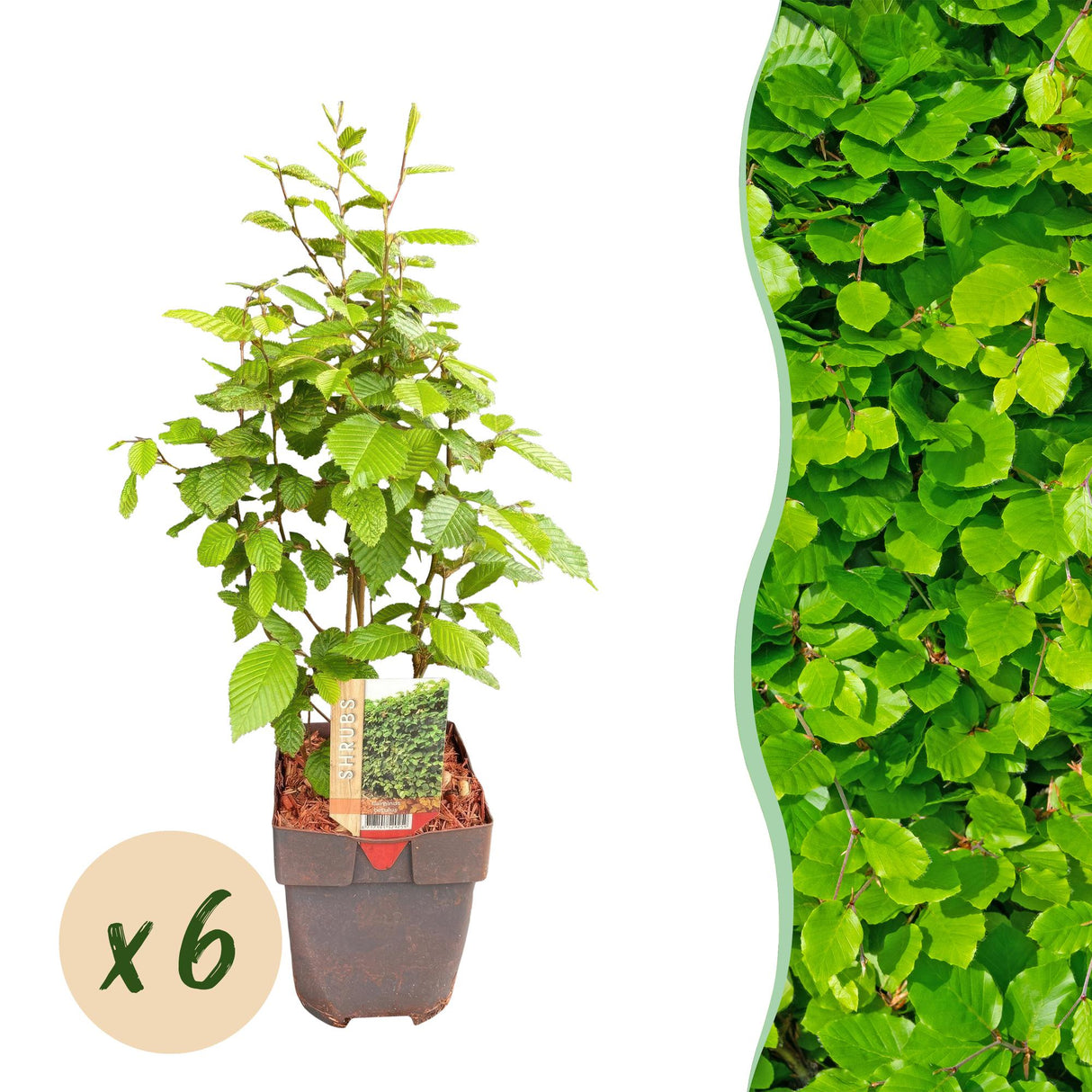 Green boutiQ - Haagplanten - Carpinus betulus - blad groen - 6 planten - 1 strekkende meter - bladverliezend - pot 17cm hoogte 55cm