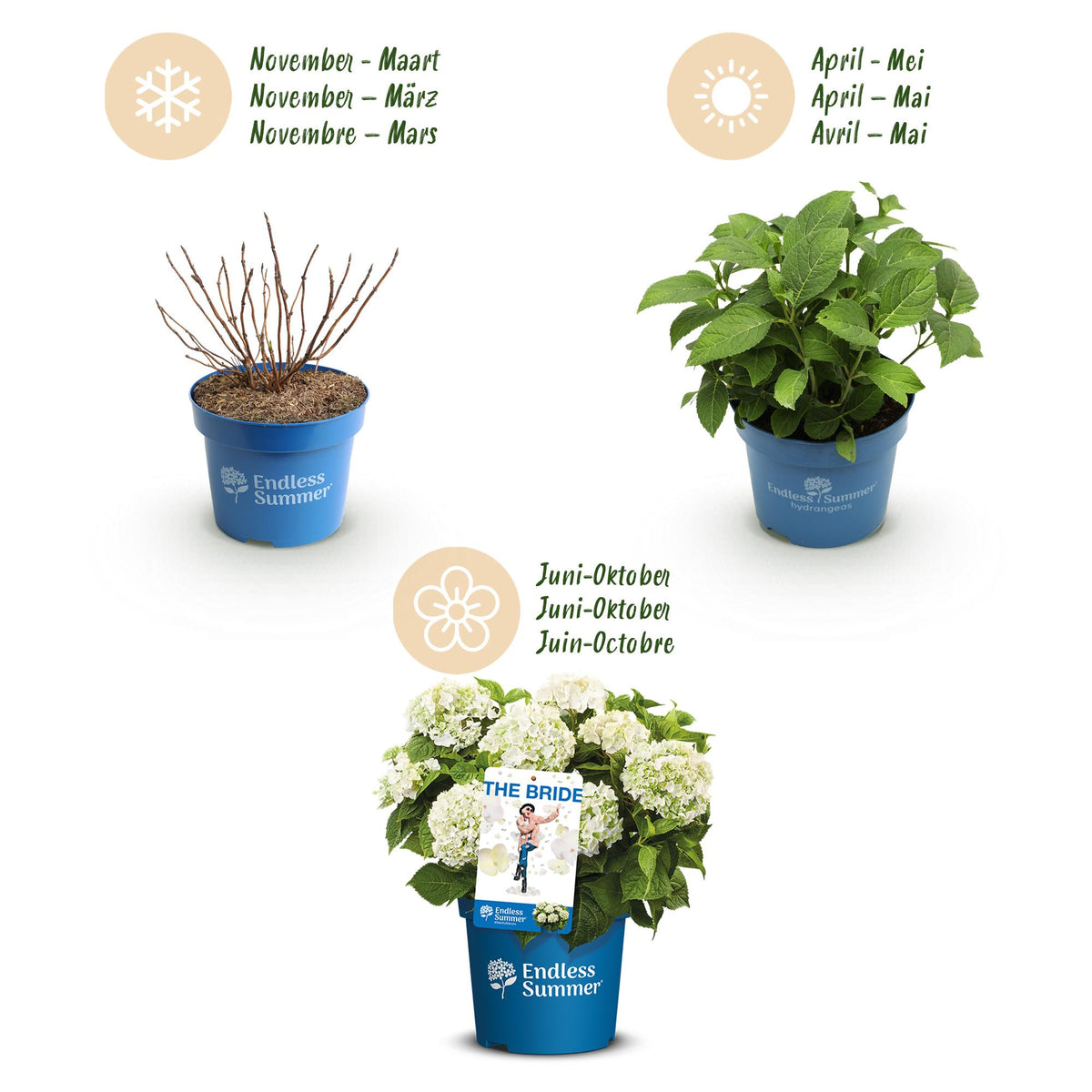 Green boutiQ - Tuinplant - Hydrangea Endles Summer The Bride - Hortensia - Winterhard - Wit - 8 Planten - Pot 14cm -Hoogte 20-25cm