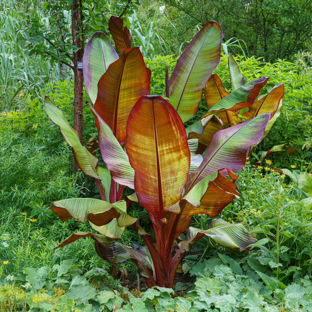 Green boutiQ - Obstpflanze - Bananenpflanze - Ensete ventricosum Maurelli - Winterhart - 2 Pflanzen - Topf 12cm Höhe 30cm