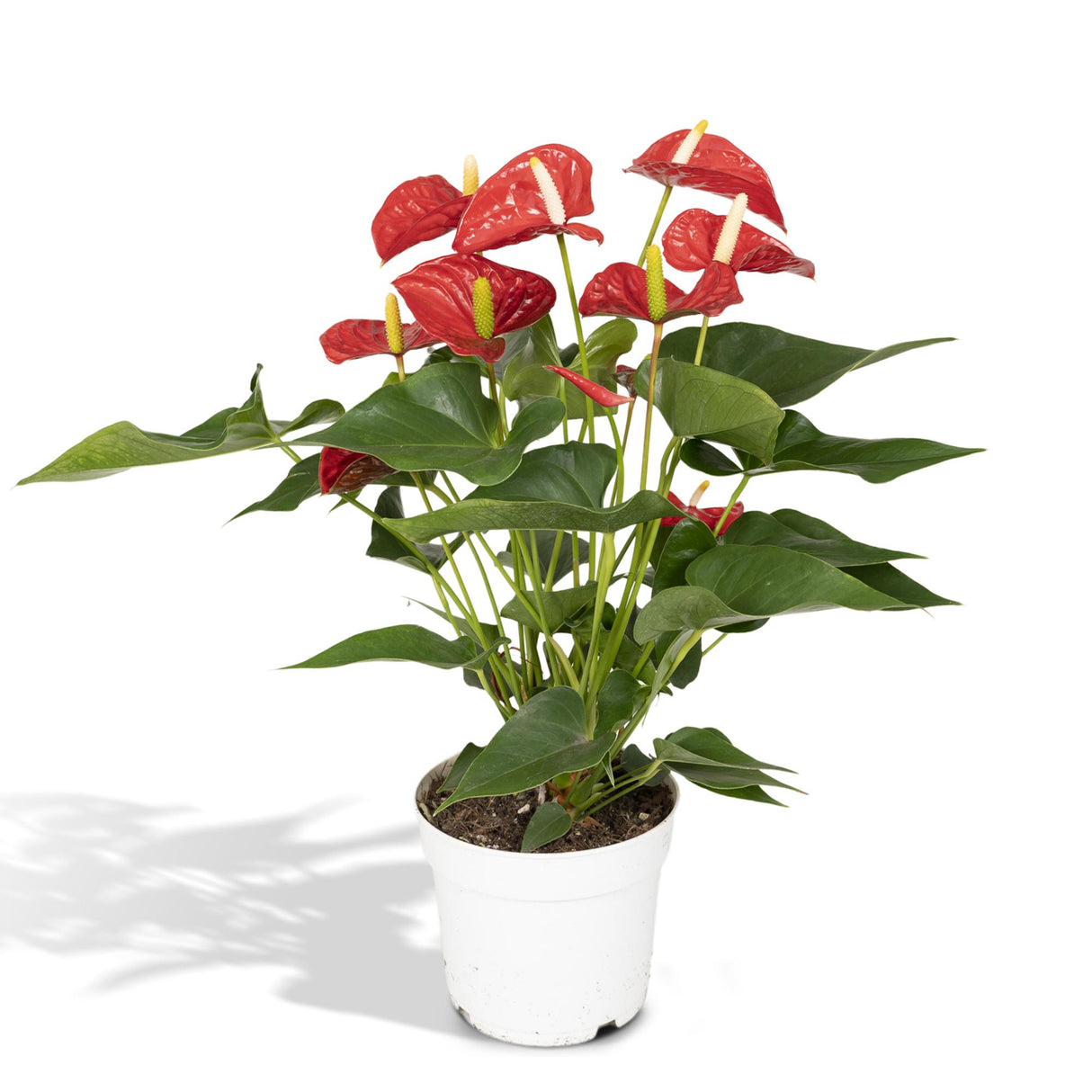 Flamingoplant / Anthurium – ↕55cm – ⌀17cm