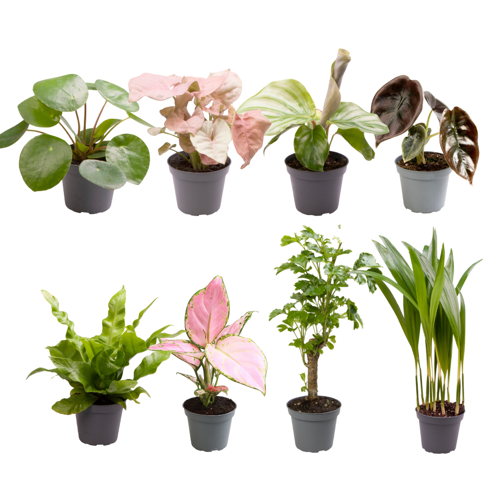 Baby Plantjes Verrassingsbox - ↕12cm - Ø6cm - x8