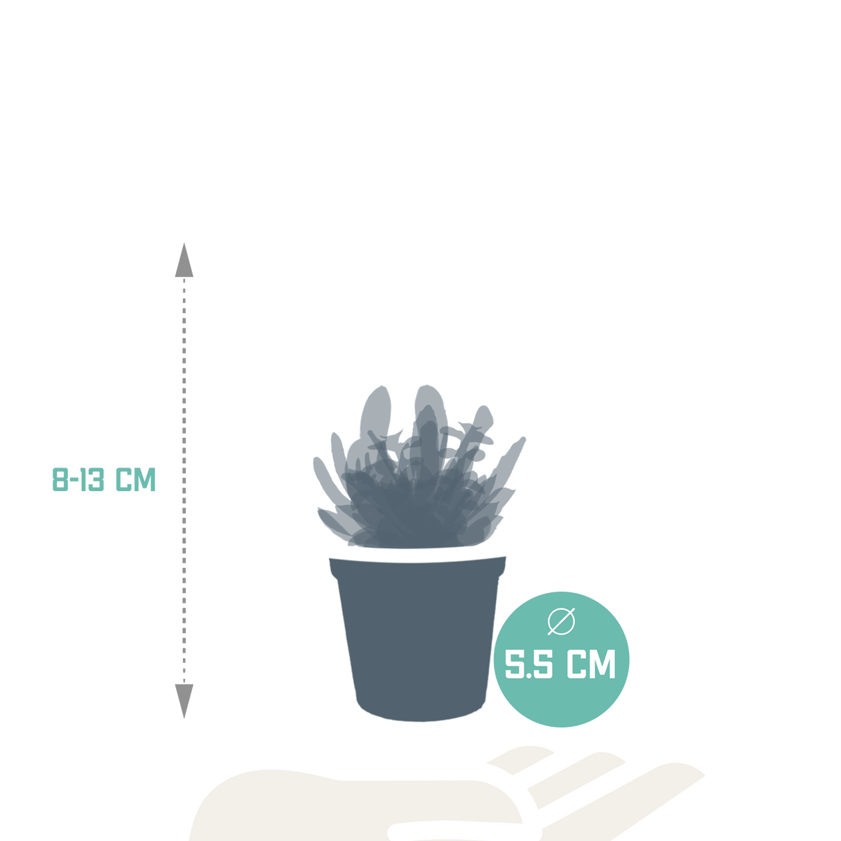 Vetplanten mix 5.5 cm - 10x - zonder pot
